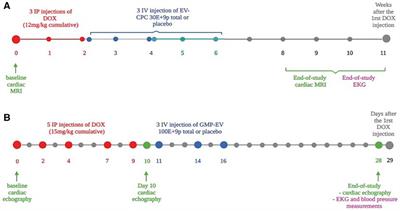 Therapeutic potential of extracellular vesicles derived from cardiac progenitor cells in rodent models of chemotherapy-induced cardiomyopathy